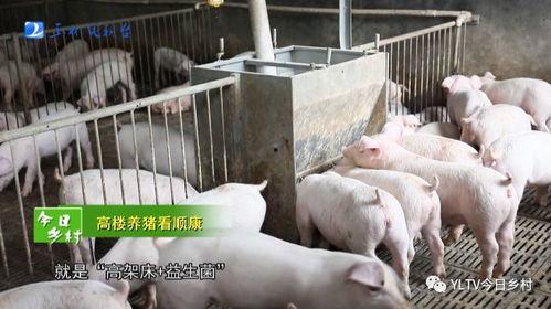 肥猪爆料虎子怎么做的视频,虎子独家视频揭秘制作过程  第2张